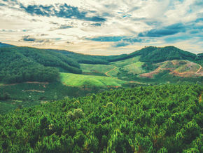 Costa Rica La Pira Typica Honey