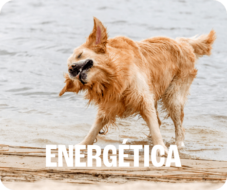 BOX_CACHORRO_MOB_LAMBI.png