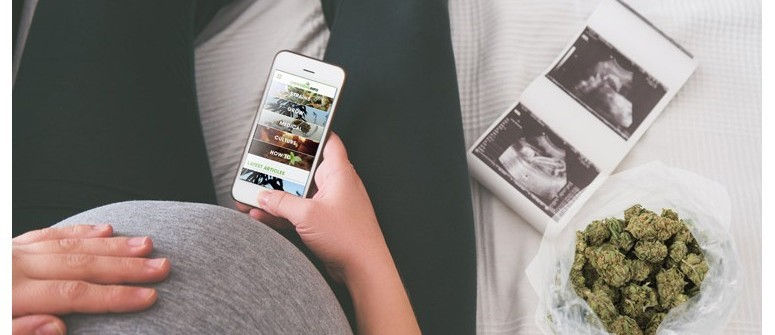 Cannabis Use During Pregnancy Cannabis Use During Pregnancy