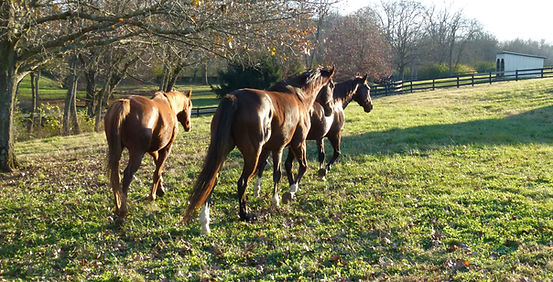 _NEW horses flipped