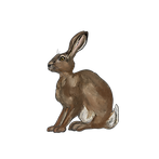 JACK_RABBIT.PNG