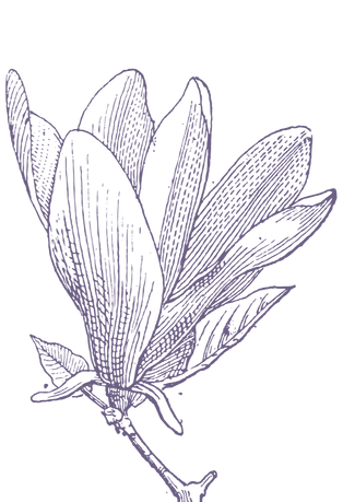 Hand-drawn purple magnolia as a design element for Kathie Powell's professional brand.