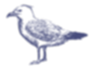 Sketched Seagull