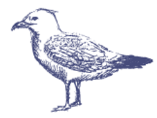 Sketched Seagull
