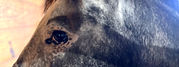 horse eye 1_edited.jpg