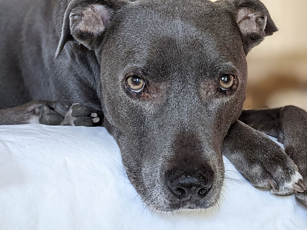 Texas Blue Lacy dog diagnosed with Valley Fever