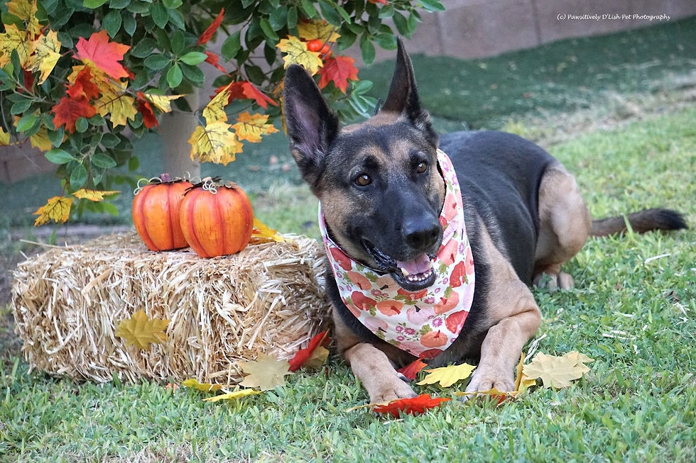 German Shepherd dog used glutathione therapy to put Valley Fever in remission