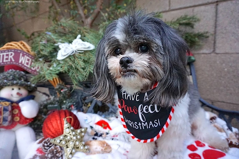 Black and white Shih Tzu diagnosed with Valley Fever, glutathione therapy