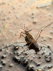 Some life in the Pond - Water Striders and Damselflies