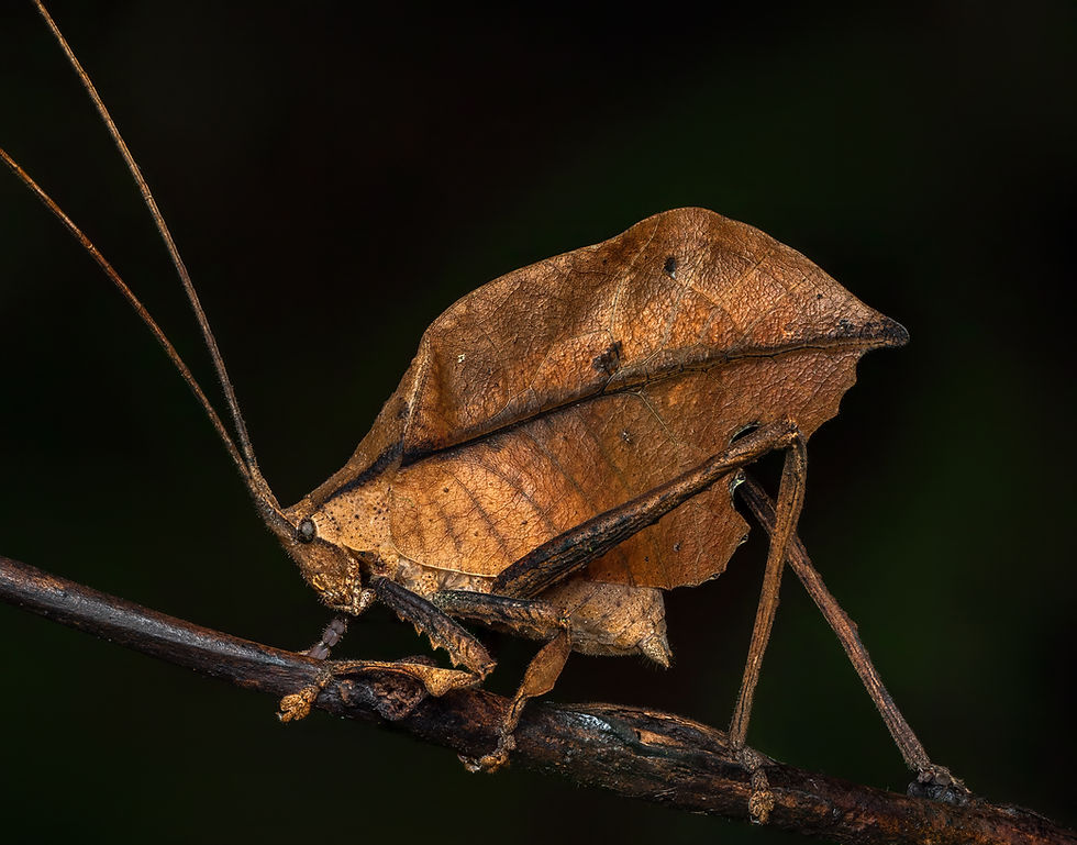 Brown leaf-mimicking insect perched on a twig against a dark background. Its body resembles a dry leaf with intricate textures.