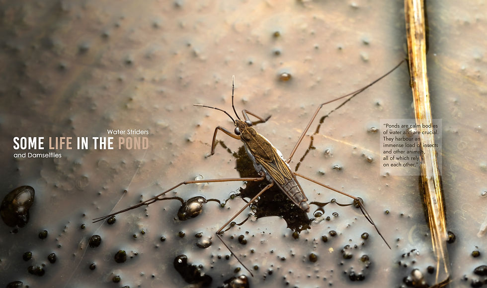 Some life in the pond 3.jpg