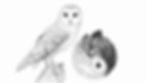 Atelier dessin // Chouette & hibou *