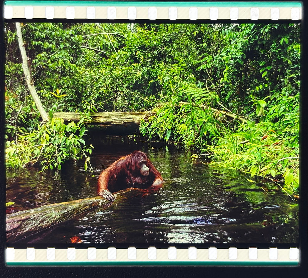 Thumbnail: imax 70mm film 3D Stereo-view Film Cards