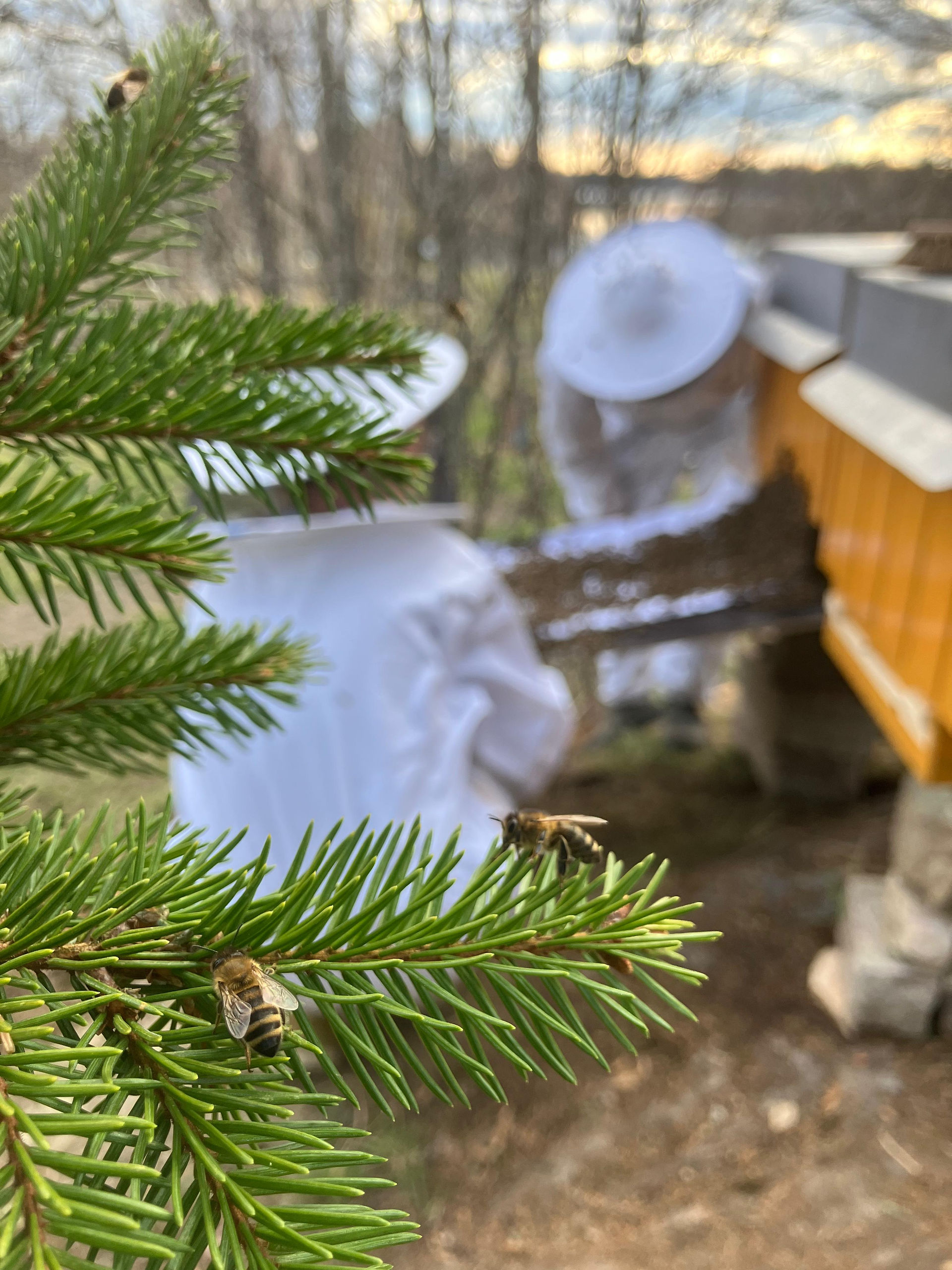 Bees on Omavaraniemi