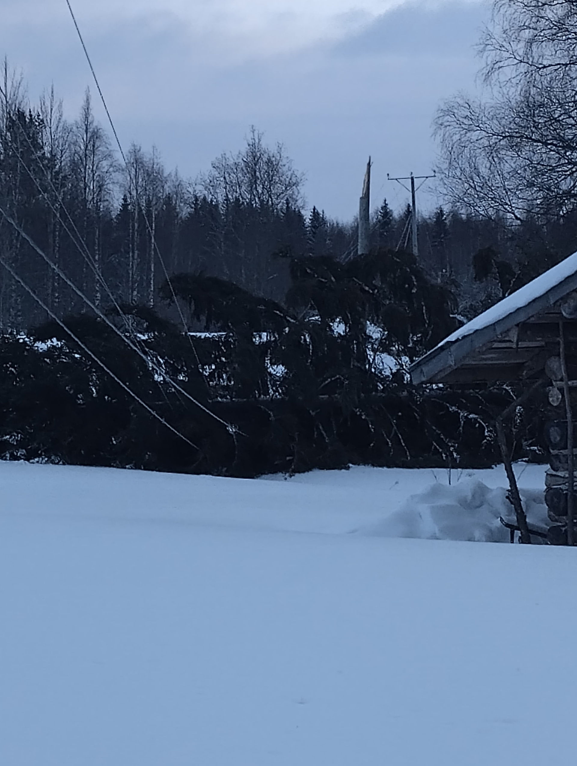 Baumunfall - Omavaraniemi