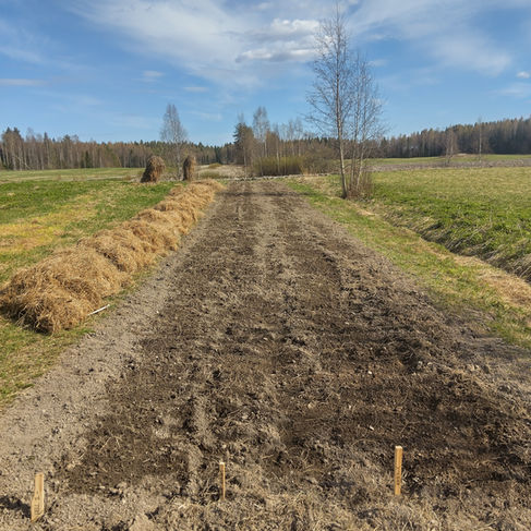Perunat Suomessa - Omavaraniemi