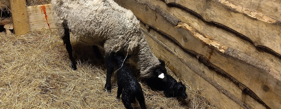 Schafe auf Omavaraniemi