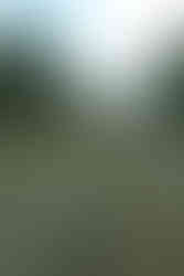 Heuernte in Finnland - Omavaraniemi