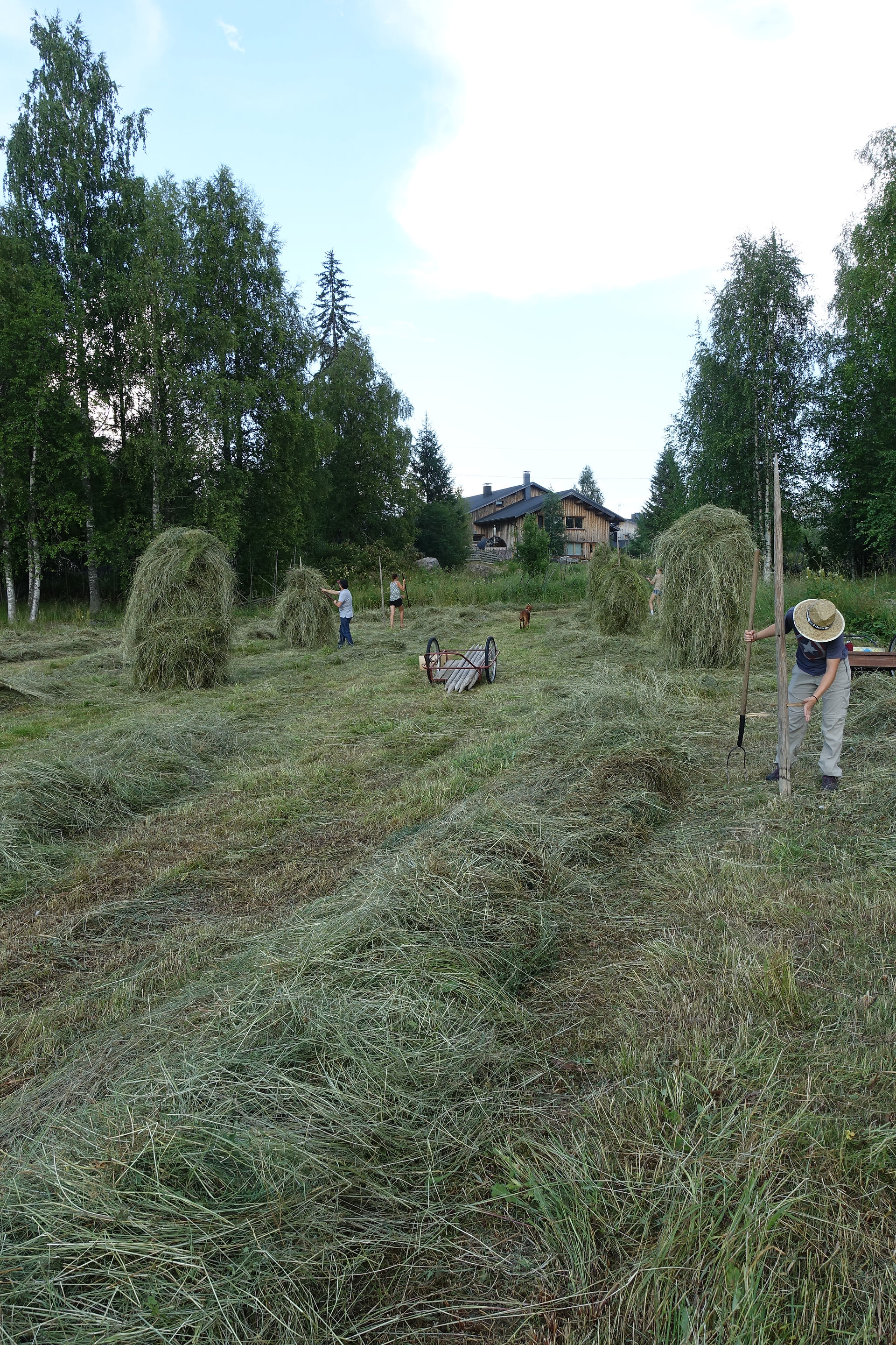 Heuernte in Finnland - Omavaraniemi
