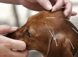 acupuntura-veterinaria-caes-e-gatos.jpg