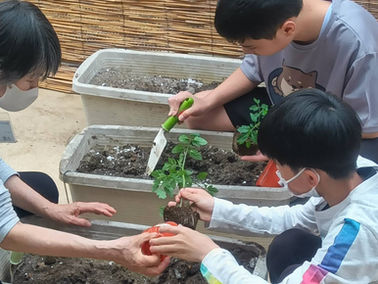 2026.5 よっちゃんち ミニトマトを植えました