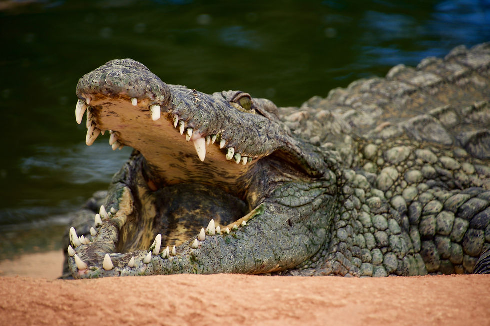 crocodile, st lucia south africa