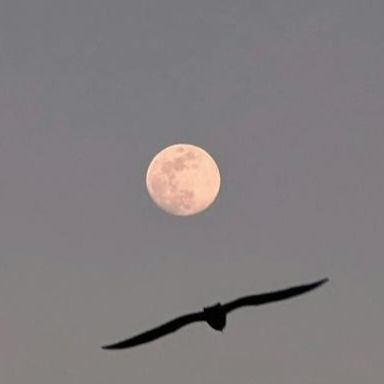 Vollmond Mai - Bluemoon