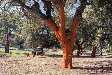 Cork Oak Tree fields showing bark had recently been removed from one tree