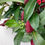 Thumbnail: Christmas Wreath for Front Door, Christmas Greenery, Red Berries