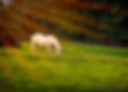 Horse in Green Pasture.jpg