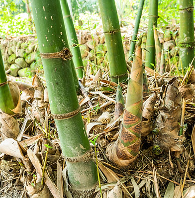 Bamboo forest showing growth of young bamboo stems