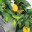 Thumbnail: Lemon Wreath