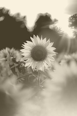 Sunflower sunset_edited.jpg