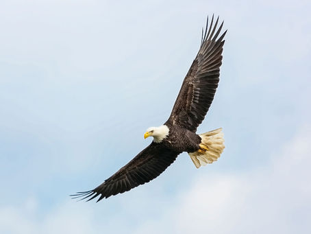 Eagle soaring