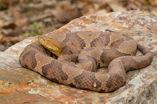 Eastern Copperhead resting in leaf litter in southern Indiana forest habitat.