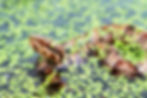 Juvenile Cottonmouth Patterning
