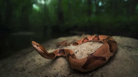 Indiana's Reptiles Go Nocturnal in the Heat of Summer
