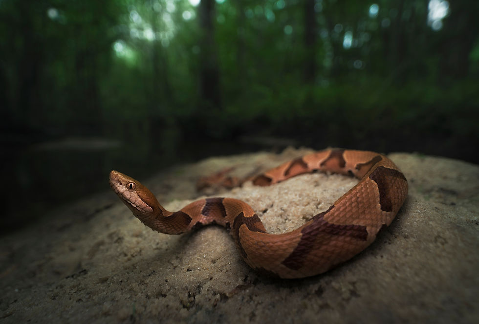 Indiana's Reptiles Go Nocturnal in the Heat of Summer
