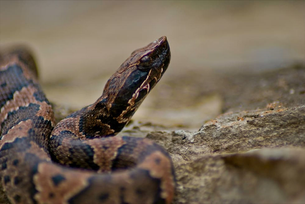 Cottonmouth Eye Band and Snout