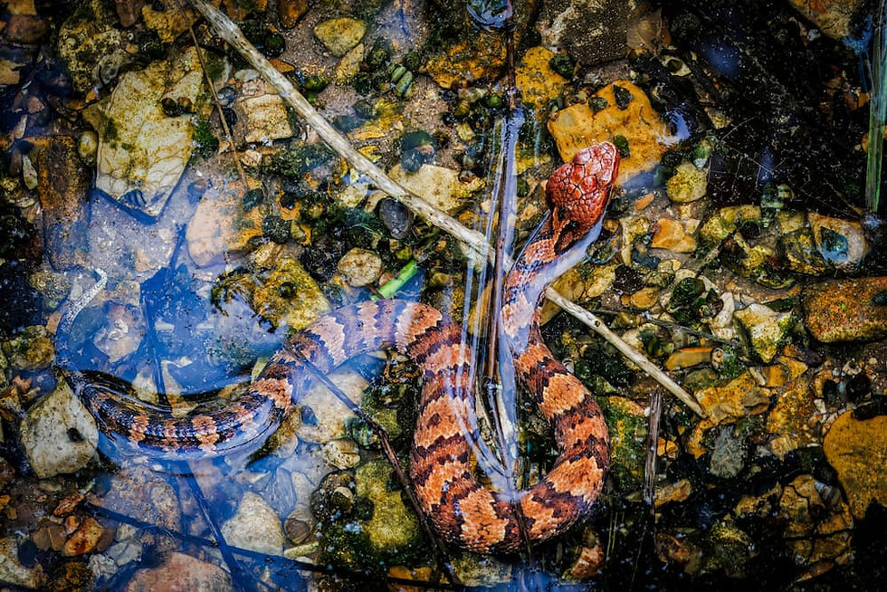 Wetland Habitat Differences