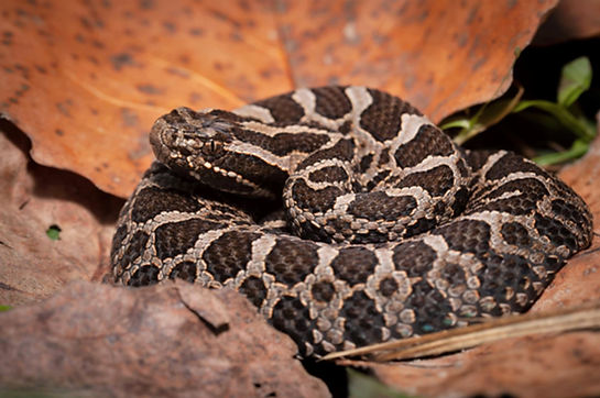 Eastern Massasauga rattlesnake in wetland habitat in northern Indiana.