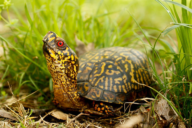 Eastern Box Turtle 1_edited.jpg