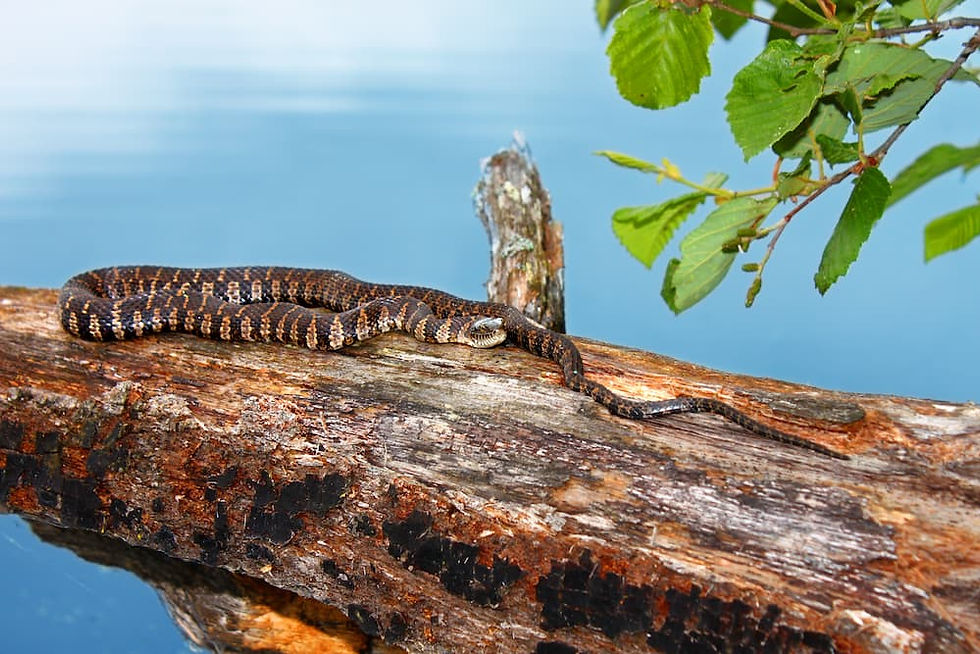 Both Species Bask Near Water