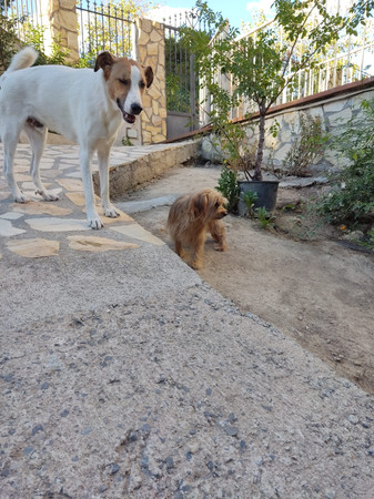 lola-5.jpeg