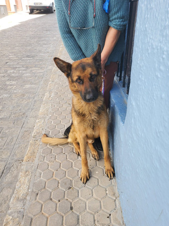 bruno-3.jpeg