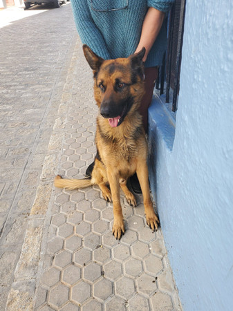bruno-1.jpeg