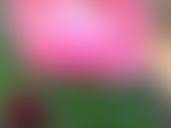 芍薬が満開