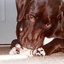 dog relaxing by chewing