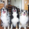 Dog sit stay