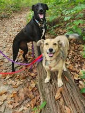 dogs walking on leash